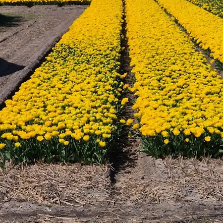 Superior Familiekamer 4 Personen Of Privekamer 2 Personen Rum i privatbostad Anna Paulowna