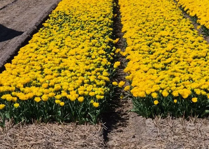 Superior Familiekamer 4 Personen Of Privekamer 2 Personen Homestay szállás Anna Paulowna